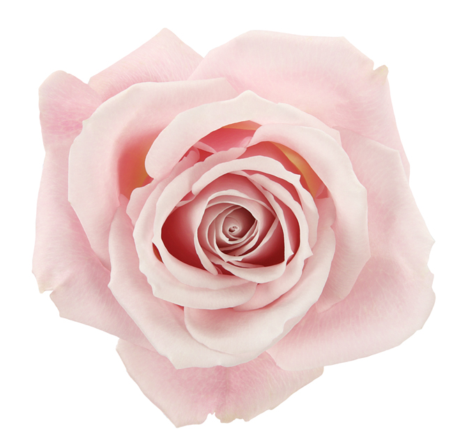 Discover the Beauty of Sweet Eskimo Rose: A Delicate Pink Wonder