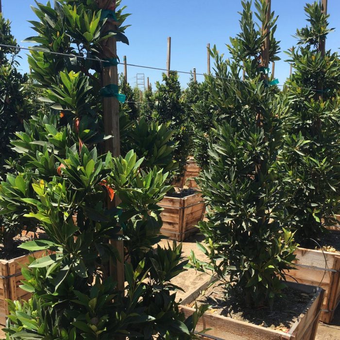 Shop Japanese Blueberry Tree for Sale Near Me: Best Prices and Quality