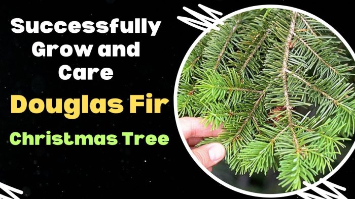 Planting a Douglas Fir Christmas Tree: Tips for Success and Stunning Results