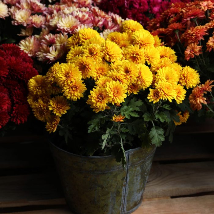 Winter Care for Mums: Keep Your Chrysanthemums Healthy and Blooming
