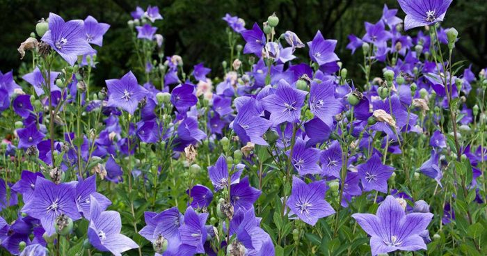 When and How to Prune Balloon Flowers in Fall for Better Growth