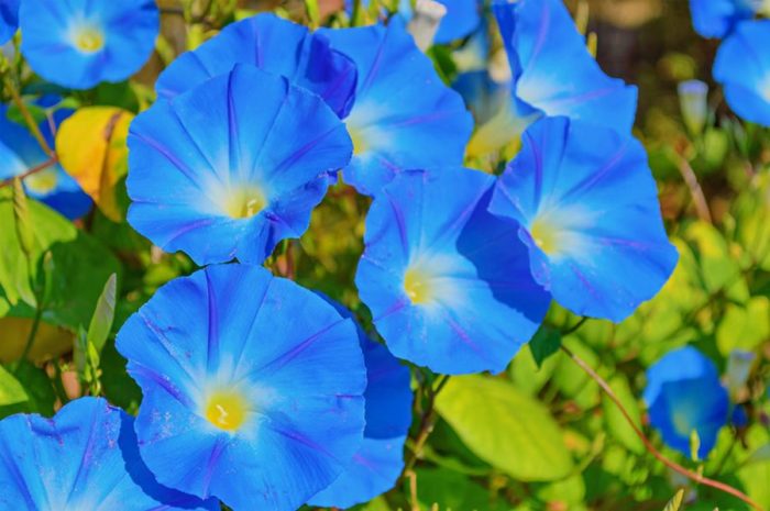 Discover the Charm of Morning Star Flowers: Colors, Blooms, and Care Tips