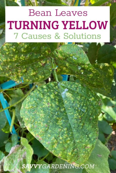 Top Reasons for Yellowing Green Bean Leaves and How to Fix Them