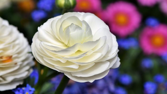 The Symbolism of Ranunculus: Radiance, Beauty, and Attraction Explained