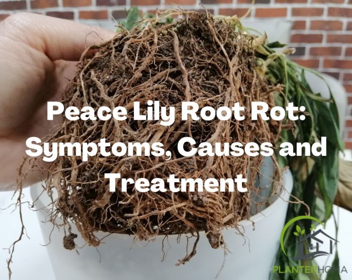 Mushy Lily Bulb Bottoms: Causes, Diagnosis, and Treatment