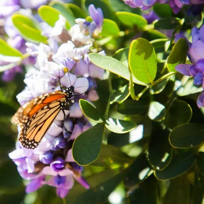 The Best Way to Germinate Texas Mountain Laurel Seeds for Healthy Growth