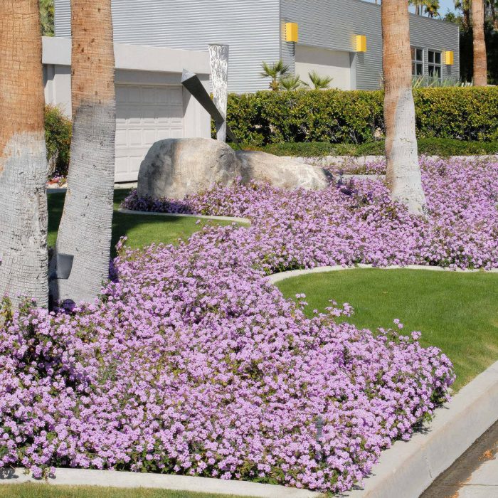 Discover the Beauty of Lantana Montevidensis Purple Trailing: A Low-Maintenance Garden Gem