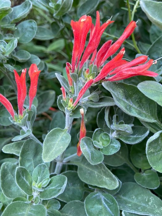 How to Grow Dicliptera Suberecta (Hummingbird Bush) for Vibrant Blooms