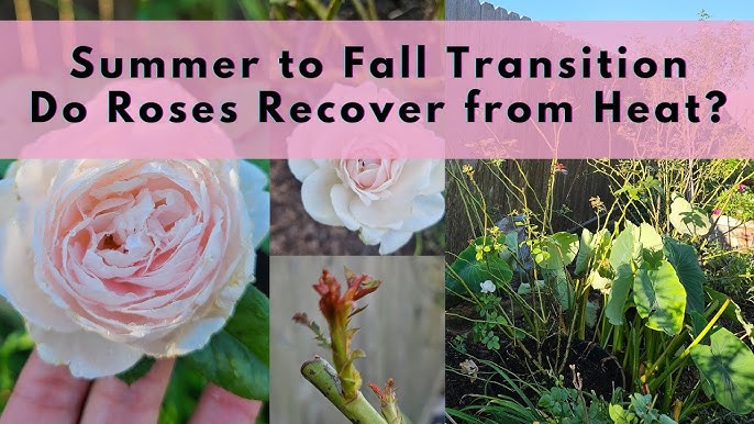 after roses have been through a heat stress