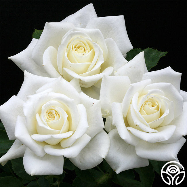 How to Grow Polar Star Rose Bush: Tips for Thriving White Roses in Your Garden