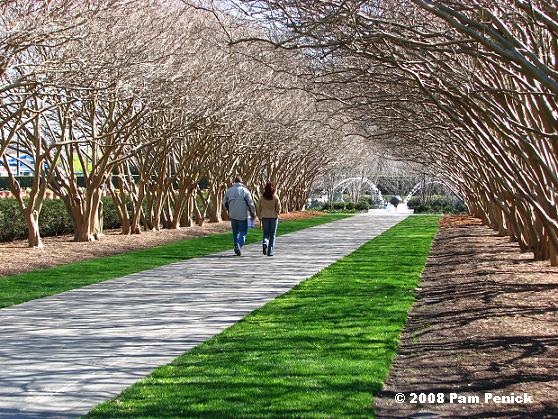 Best Methods for Eliminating Crape Myrtle Roots and Suckers from Your Lawn