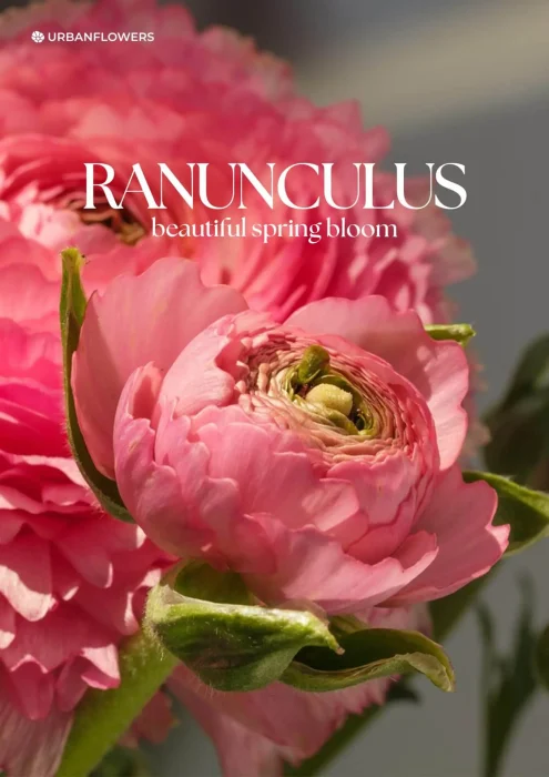 The Symbolism of Ranunculus: Radiance, Beauty, and Attraction Explained