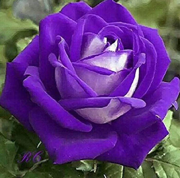 Discover the Beauty of Rose Purple Flowers: Varieties, Care Tips, and More