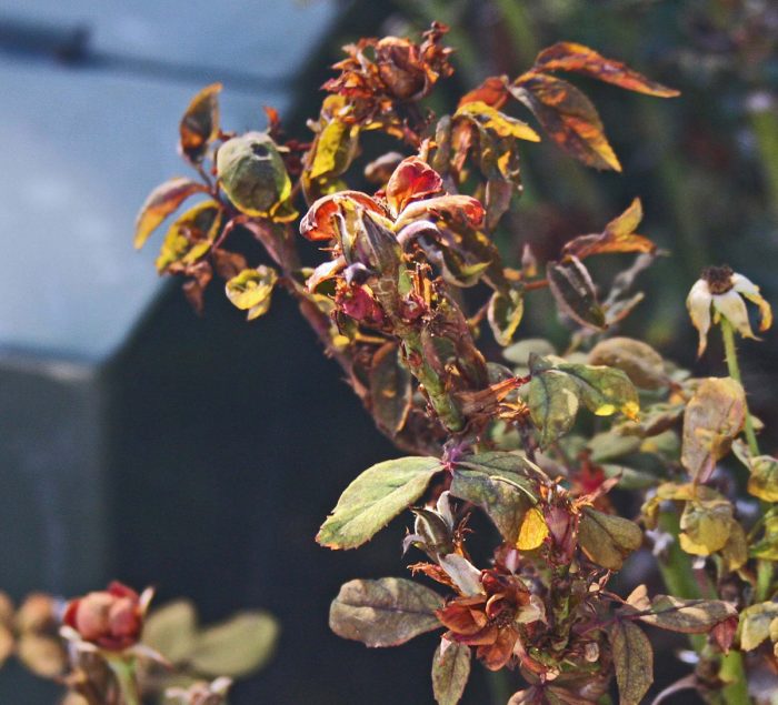 Pictures of Knockout Roses Diseases: Whats Wrong with My Roses?