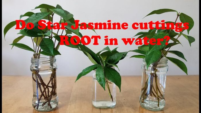 Easy Methods to Propagate Confederate Jasmine from Cuttings