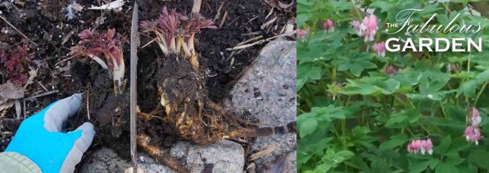 can you divide bleeding heart plants