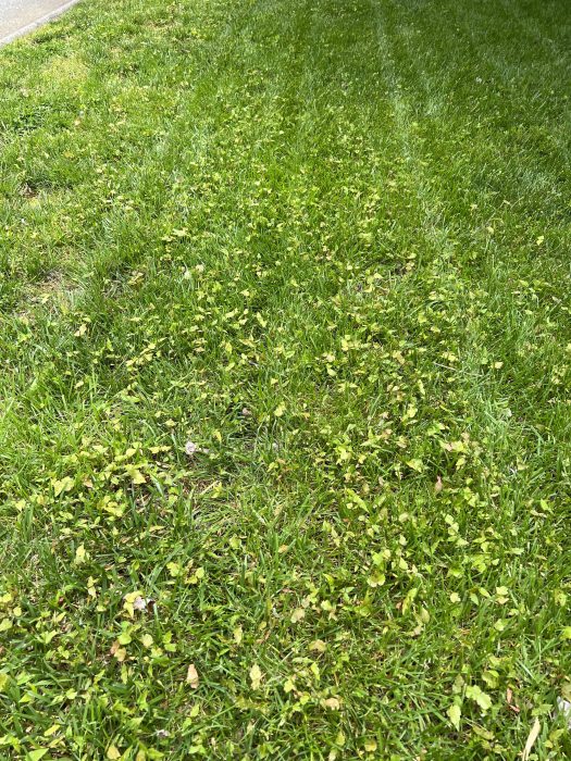 How to Effectively Get Rid of Maple Tree Seedlings from Your Lawn