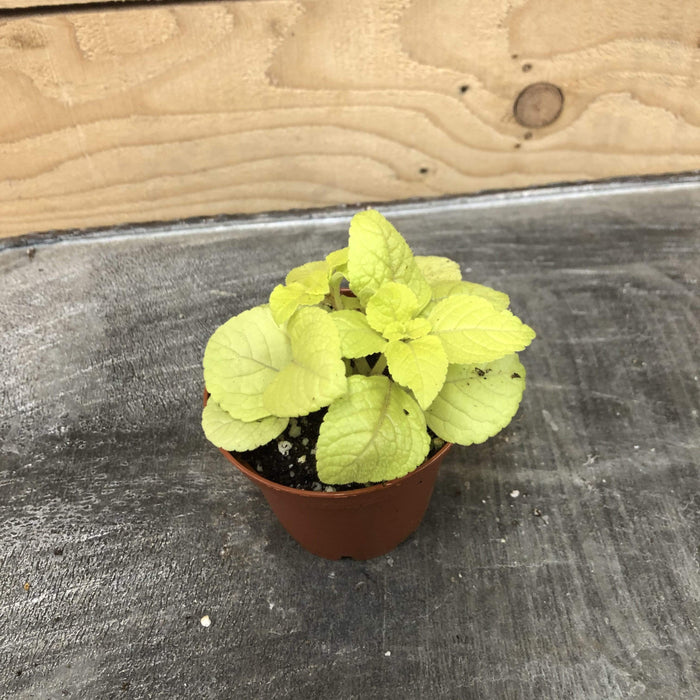 how to care for plectranthus lemon lime plant
