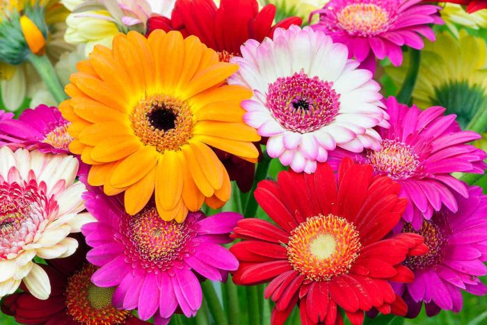 How to Properly Cut Back Gerbera Daisies in the Fall for Healthy Growth