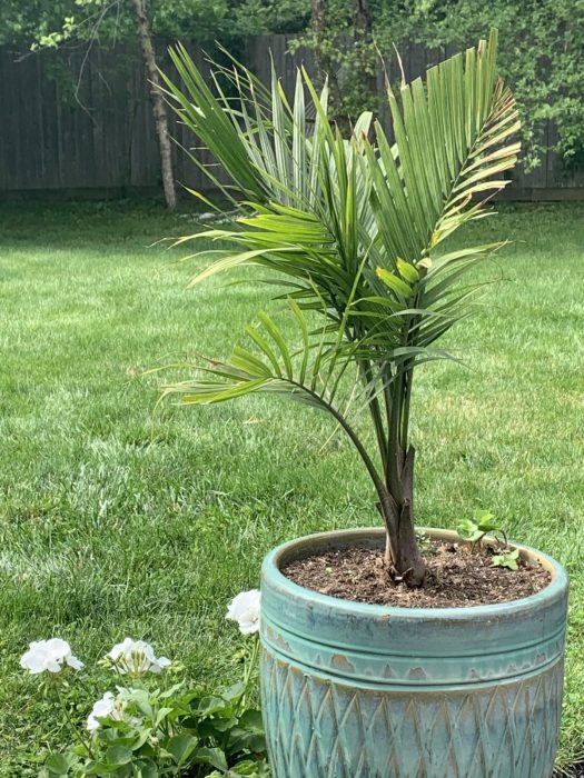 Best Full Sun Palm Trees for Outdoor Pots: Top Varieties to Grow