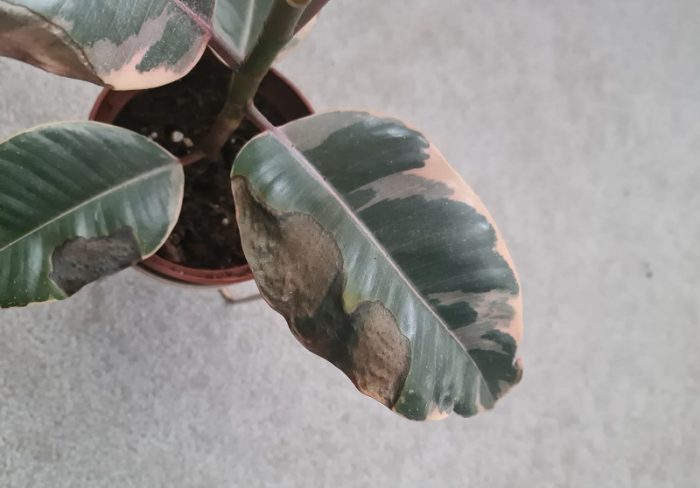 Rubber Plant Leaves Turning Brown on Edges: Causes and Fixes