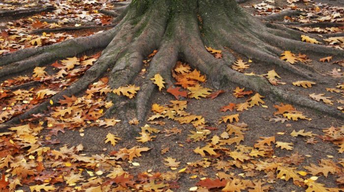 Is Your Tree Losing Leaves in Summer? Understanding Water Stress and More