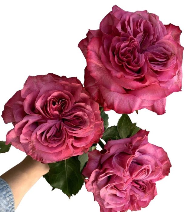 Country Blues Roses: The Timeless Beauty of Lavender and Pink Garden Roses