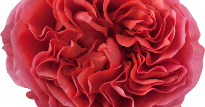 Dark Xpression Rose: A Captivating Blend of Coral and Burgundy Hues
