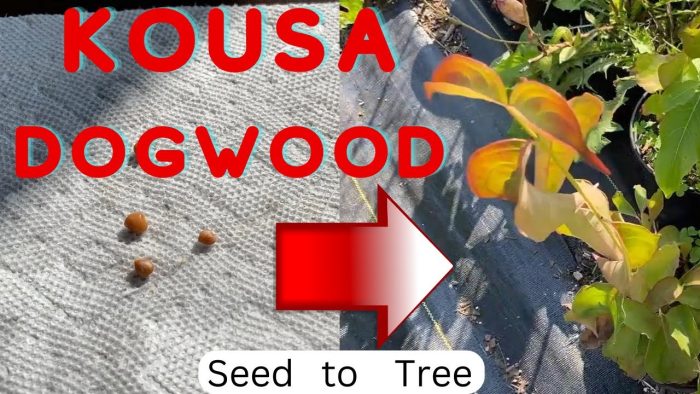 Tips for Growing Kousa Dogwood from Seed: Propagation Made Easy