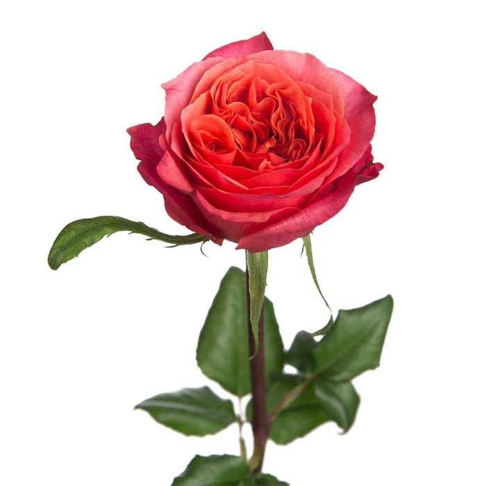 Dark Xpression Rose: A Captivating Blend of Coral and Burgundy Hues