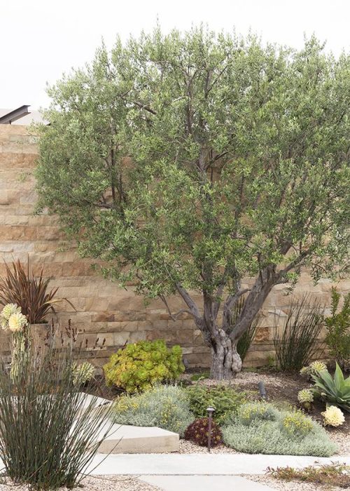 Best Non-Invasive Root Trees for Small Spaces and Yards