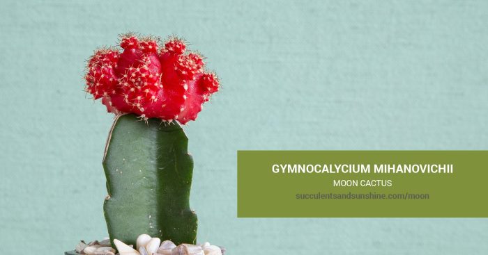gymnocalycium mihanovichii friedrichii care
