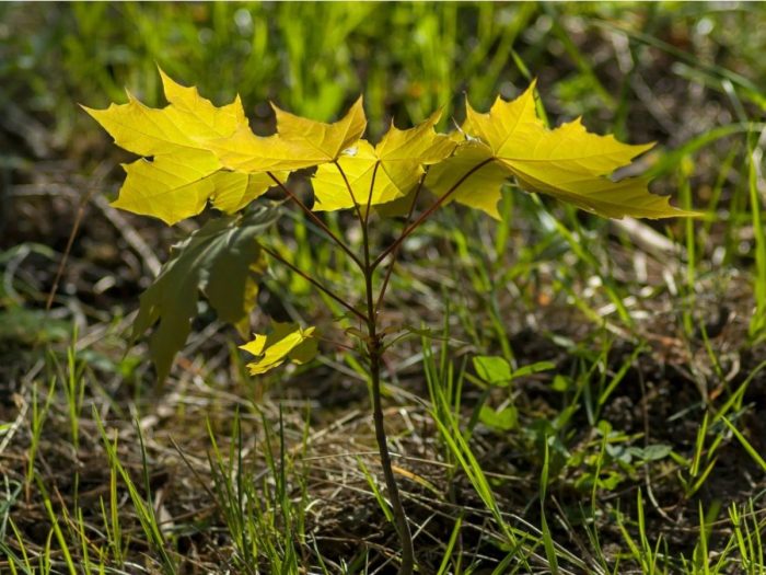 How to Effectively Get Rid of Maple Tree Seedlings from Your Lawn