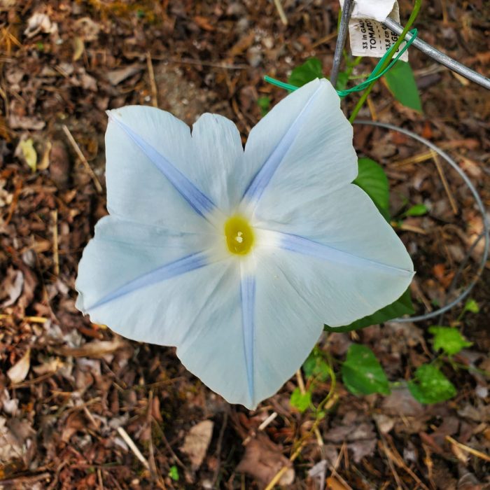 Morning Glory Pruning Guide: Fall Cutback for Better Blooms