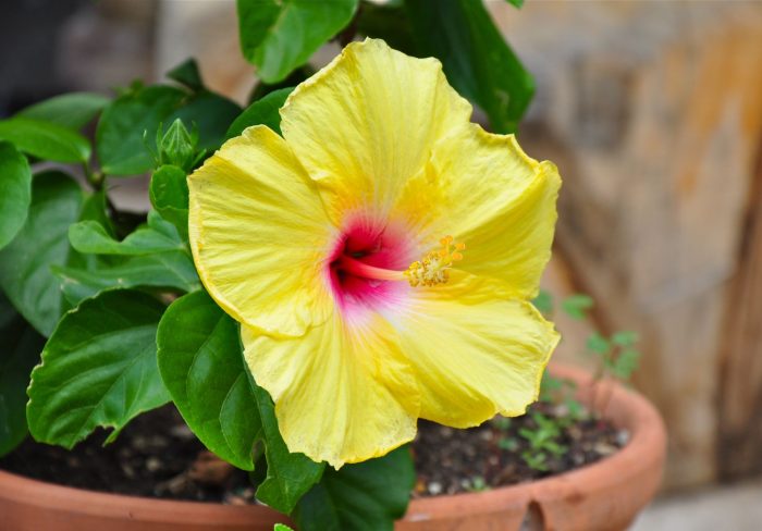 What Causes Hibiscus Leaves to Turn Yellow? Causes and Remedies Explained