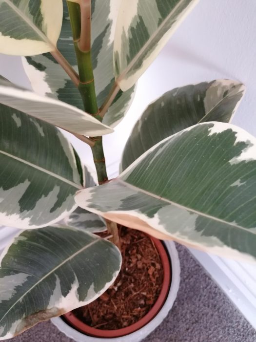 Rubber Plant Leaves Turning Brown on Edges: Causes and Fixes