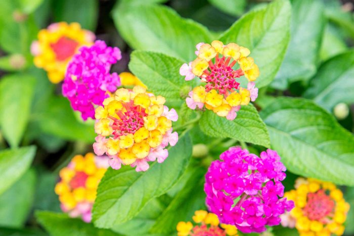 Will Lantana Survive Winter in Zone 7? Tips for Cold-Weather Care