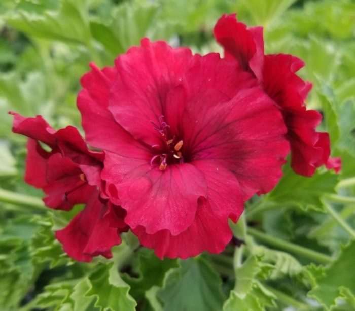 Best Martha Washington Geranium Varieties for Your Garden