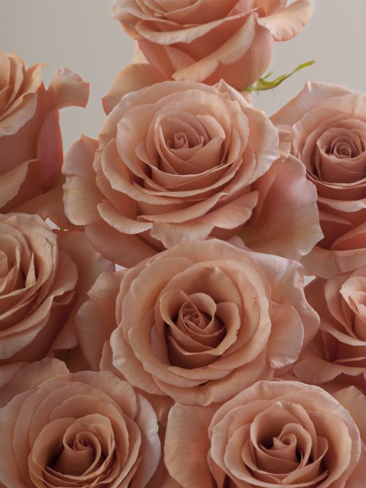 Moab Rose Variety: A Hybrid Tea Rose with Rich Colors and Showy Blooms