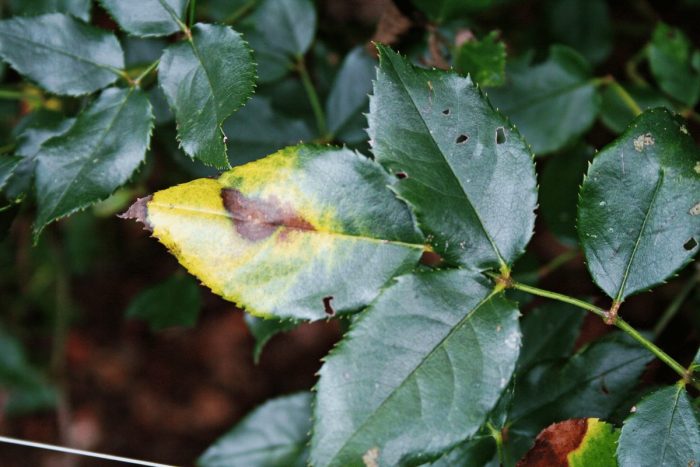 knock out roses leaves turning yellow