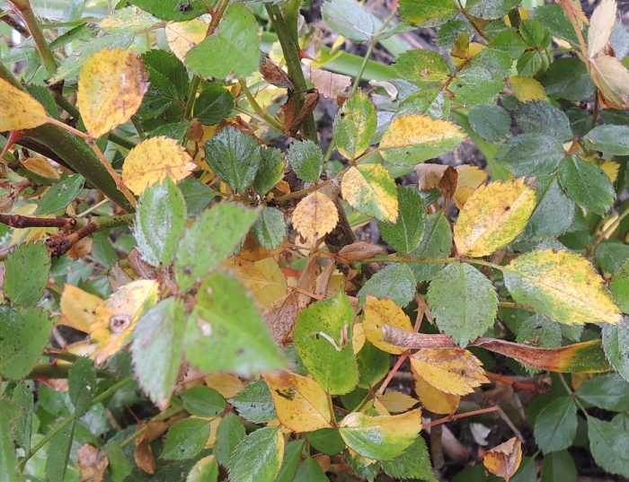 Overwatering or Disease? How to Fix Yellowing Leaves on Knockout Roses