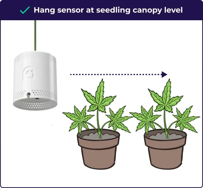 How Much Light Do Cannabis Seedlings Need? Expert Advice