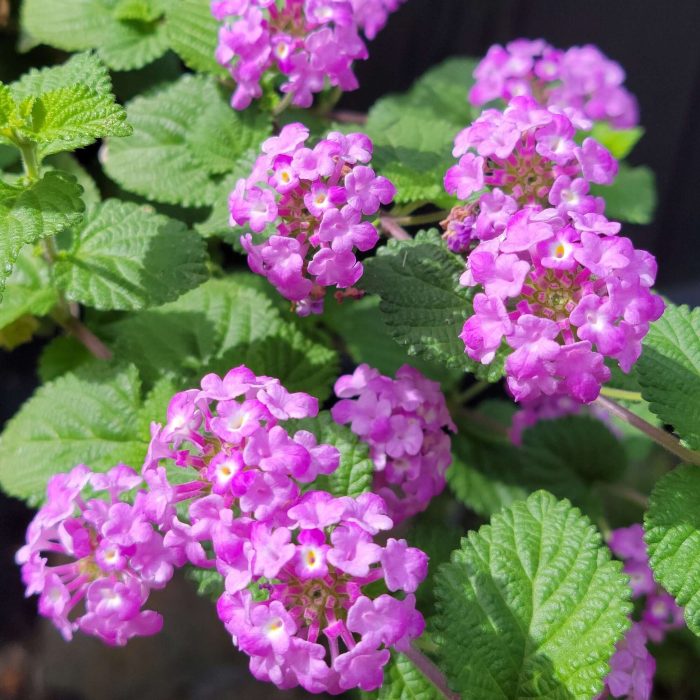Discover the Beauty of Lantana Montevidensis Purple Trailing: A Low-Maintenance Garden Gem