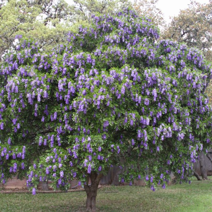 The Best Way to Germinate Texas Mountain Laurel Seeds for Healthy Growth