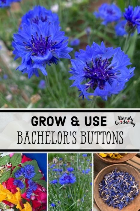 Optimal Germination Conditions for Bachelor Buttons: Light and Soil