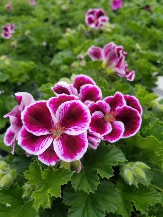 Best Martha Washington Geranium Varieties for Your Garden