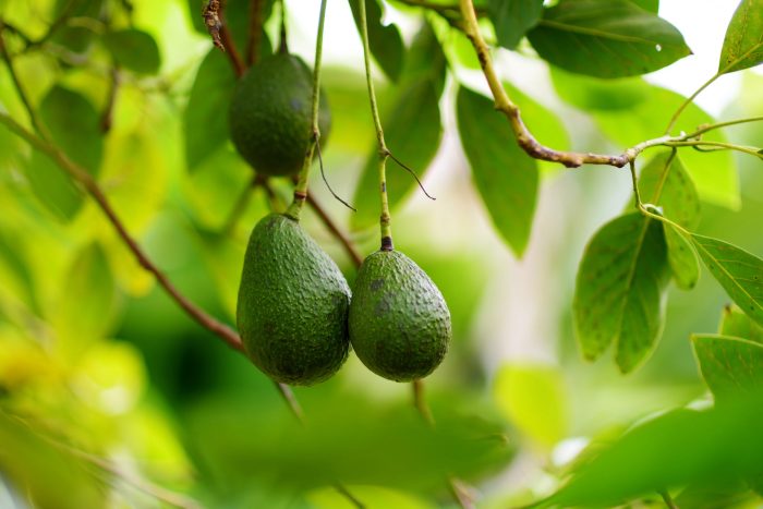 Grow the Best Avocado: Top Picks for Southern California Climate