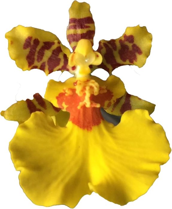 Looking for a Dancing Lady Orchid? Find the Best Places to Buy