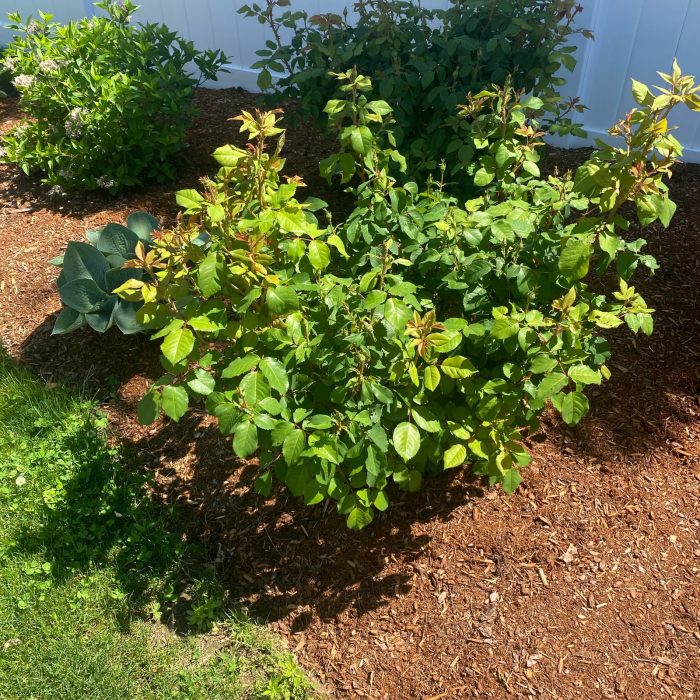 knock out roses leaves turning yellow