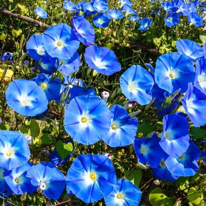 Morning Glory Pruning Guide: Fall Cutback for Better Blooms